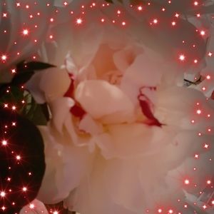 Meet your Posher, Ronda